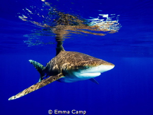 Oceanic white-tip on the surface, creating the nice refle... by Emma Camp 